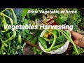 Harvesting organic fresh green vegetables homegardening youtube backyard