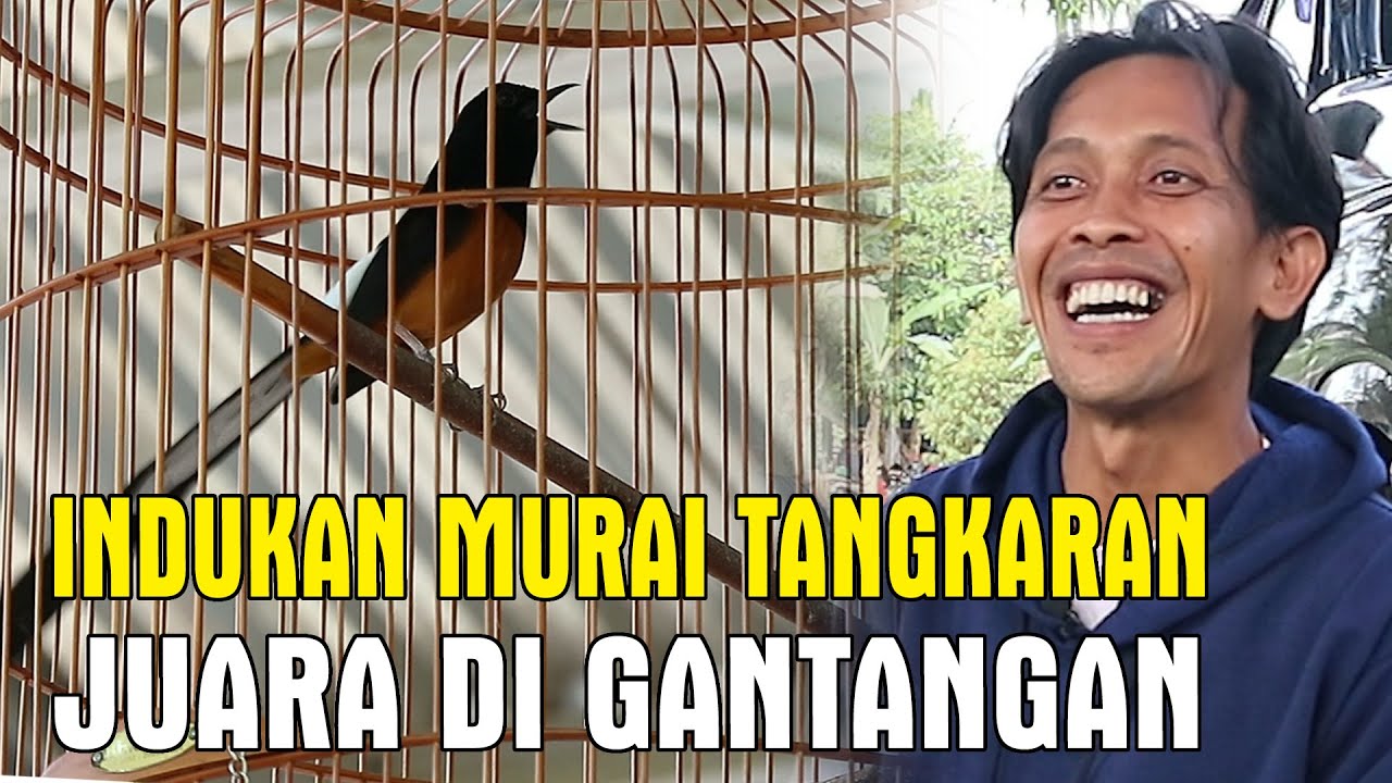 Rawatan Murai Batu Tangkaran Juara di Gantangan