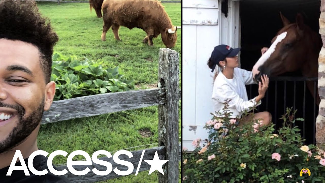 Bella Hadid The Weeknd Vacation On A Farm Together With Yolanda Hadid Access