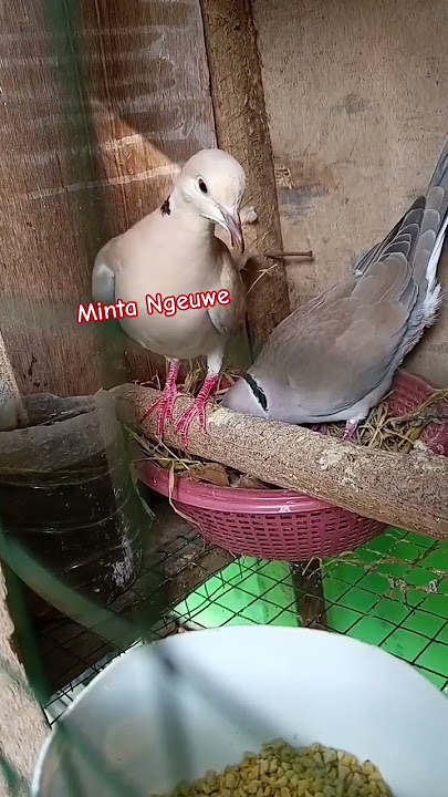 puter jantan birahi melihat puter betina #putergacor #puter #puterpelung