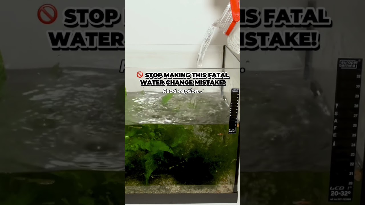 Here are 4 fatal water change errors every aquarist should avoid—and how to fix them!