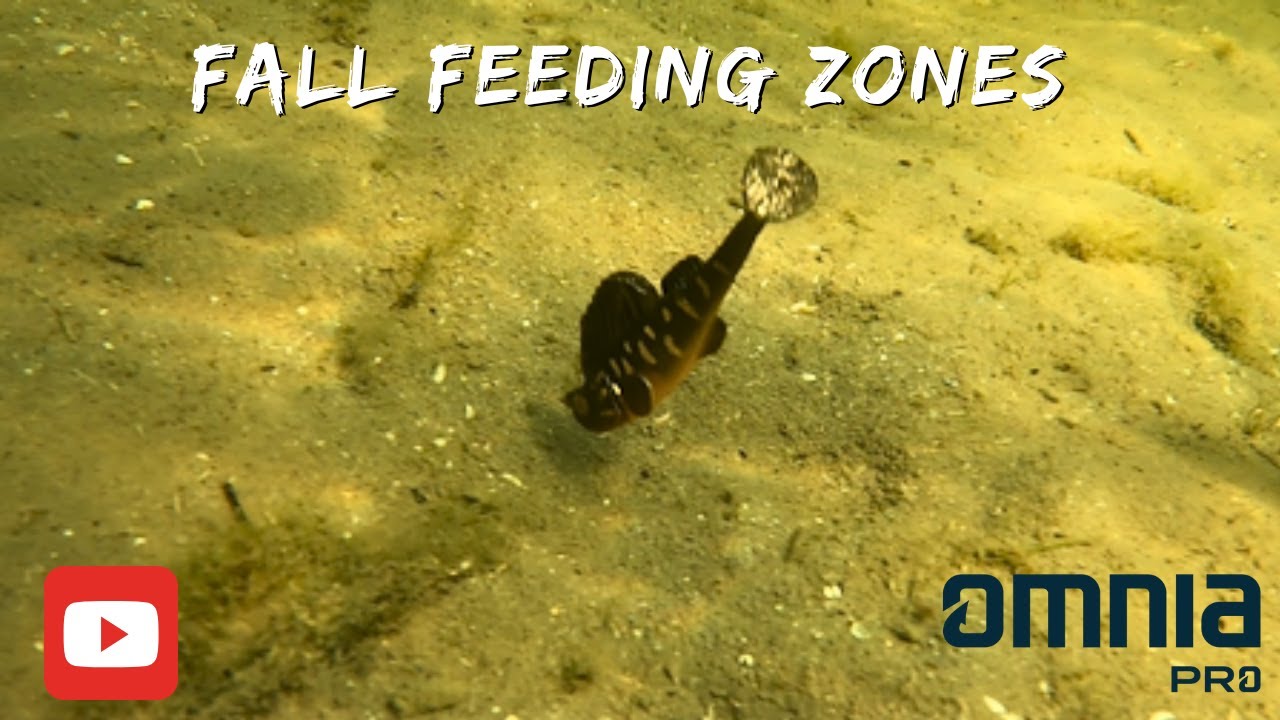 Bass Fishing in Fall Transition Zones !