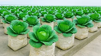Recycled Bag Garden | High-Yield Cabbage, No Yard Needed