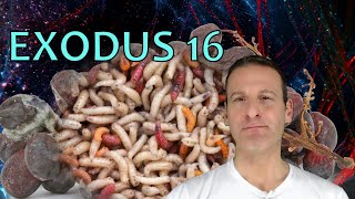 Exodus Chapter 16 Summary And What God Wants From Us