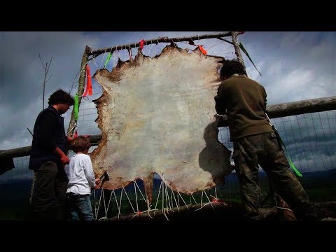 Video: Cómo Cuidar Una Piel De Vaca