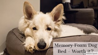 A new memory foam bed - Is it worth it?  | White Swiss Shepherd | 5 to 8 months old by Kenji The Shepherd 3,743 views 5 years ago 3 minutes, 28 seconds