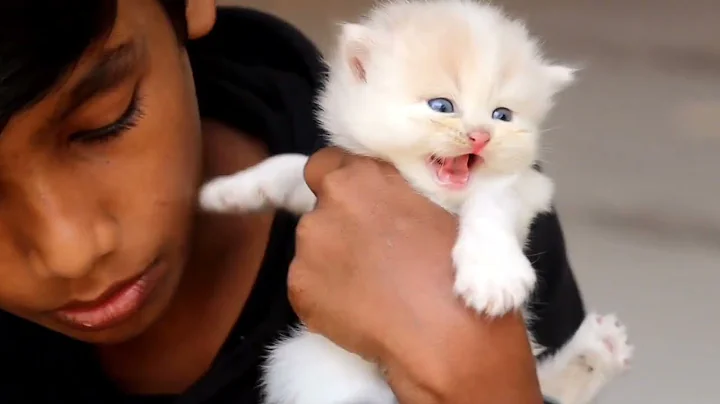 Watch the video about കേരളത്തിലെ Quality Persian cats കിട്ടുന്ന കിടിലൻ Spot 🤯🔥 | Calicut kerala | Home Pets |