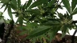 Harvest Thirty!