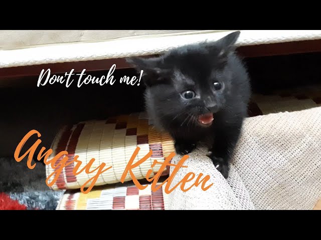 Angry kitten. Kitten's reaction when he first met me class=