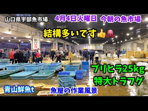 【結構多いです】【ブリヒラ25kg】【特大天然トラフグ】今朝の魚市場4月4日火曜日の水揚げ状況 - YouTube