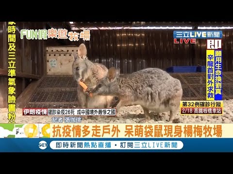勤走戶外透透氣!楊梅牧場打造袋鼠餵食區 呆萌亮相超吸客!｜記者張珈瑄｜【玩樂Freestyle】20200228｜三立新聞台