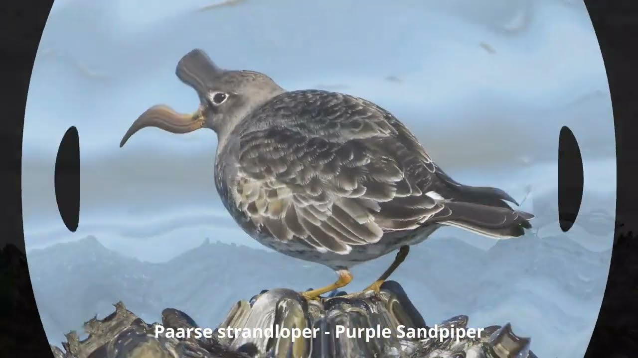 Birdwatching at the Brouwersdam 🇳🇱🌊 | Coastal Wildlife Paradise | Natuur met Peter #birds #nature
