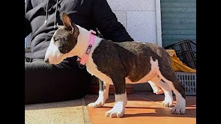 We Are Getting A Bull Terrier: with THE DEE'S by KandU.letsgo 282 views 1 year ago 4 minutes, 56 seconds