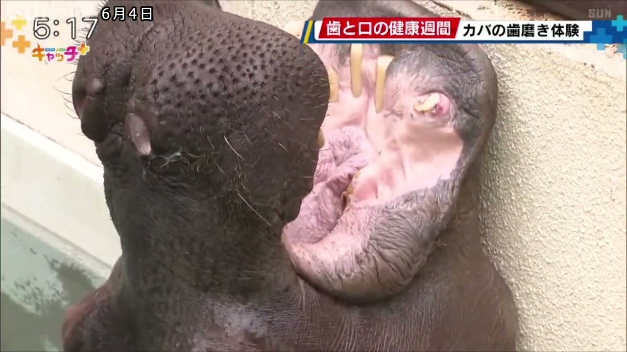 4日から「歯と口の健康週間」 姫路でカバの歯磨き体験 - YouTube