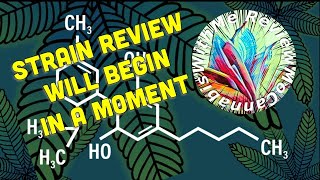Lemon Grass by The Solid Strain Review #strainreview