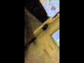 بني مزار
