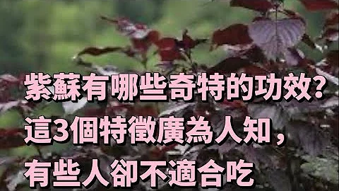 【小霞・家味美食】 紫蘇有哪些奇特的功效？這3個特徵廣為人知，有些人卻不適合吃 - 天天要聞
