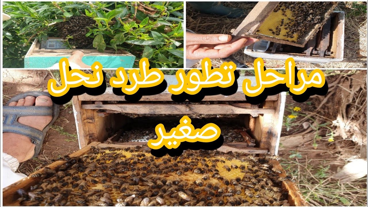 مراحل تطور طرد صغير