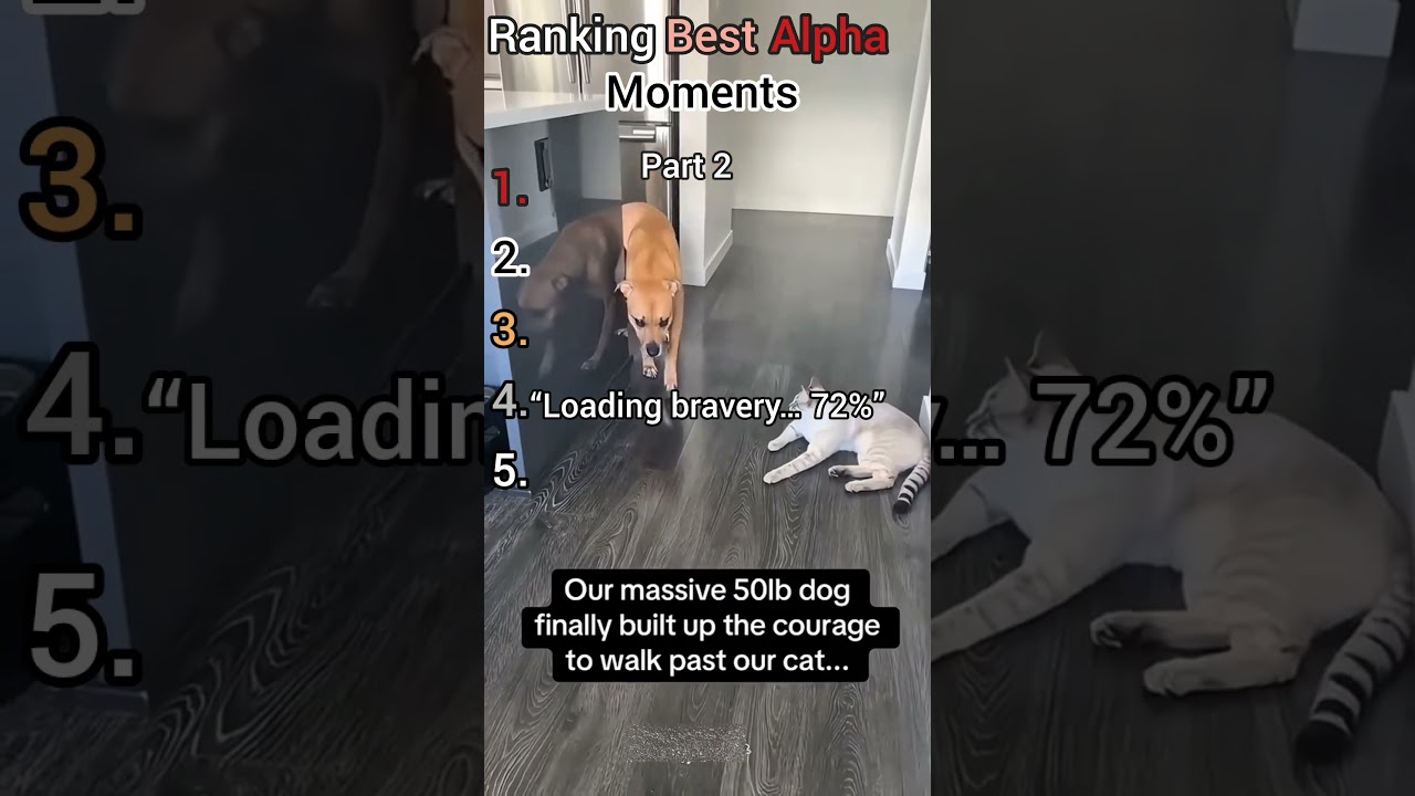 Who’s the real alpha? 👀part 2#pets #funnyanimals #alphapaws #shorts