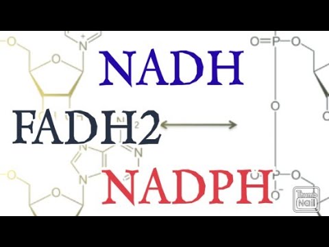 NADH, FADH2, NADPH / Biochemistry