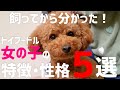 トイプードル女の子を飼って分かった特徴や性格5選。男の子と悩んでるかた必見！