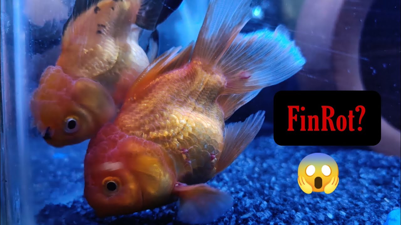 How to Cure RedSpot🦠🦠 and FinRot Disease of Goldfish 😱😨|Oranda Goldfish ...