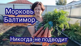 Огород в сентябре. Убираю морковь. Балтимор снова не подвёл!