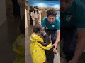 水族館でラッコが水槽から出て小さな子供に抱きつく🦦👦 #ラッコ #children @chiero_piero