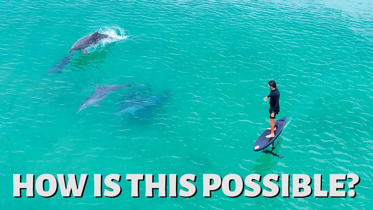 FOILING WITH DOLPHINS