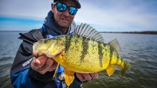 JUMBO Canadian Perch