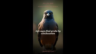 Aye-ayes find grubs by echolocation #Shorts