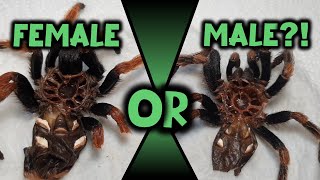 Sex A Tarantula Using Molts