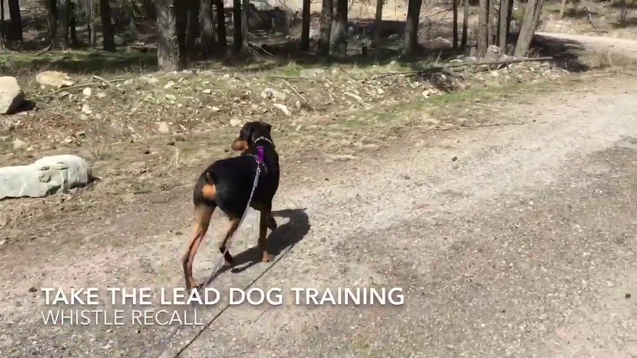take the lead dog training