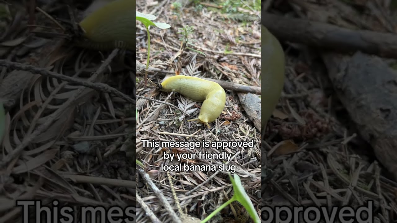 Why TNR? (Trap, Neuter, Return)