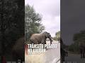 Quando os elefantes decidem que a estrada no Kruger é deles 🐘
