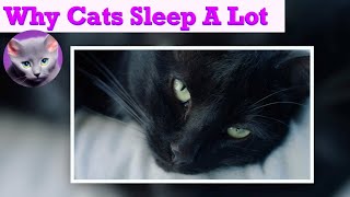 Unravel the Top 6 Reasons Cats Sleep All Day! by Pretty Purrfect Cat Facts 103 views 9 months ago 2 minutes, 46 seconds