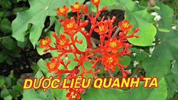 CÂY NGÔ ĐỒNG - Công dụng dược liệu bất ngờ của loài cây cảnh quen thuộc.