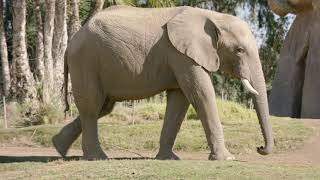 Elephant Wreath Party by San Diego Zoo Safari Park 2,611 views 3 years ago 2 minutes, 39 seconds