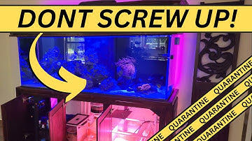 Setting up a Quarantine system might save all of your fish!