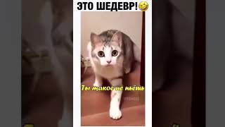 Молоко сюда поставь!!!#тренды#котики#смех#смешно#приколы#подпишись