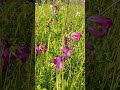WOMEN, ADMIT, DO YOU LIKE THESE FLOWERS?