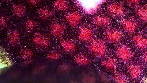 عبدالله  بن   محمد بن  خليفة  آل  خليفة المصري   قارئ  لكتاب   الله   وإمام مسجد  بمصر