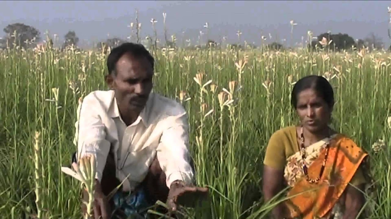 Sugandharaj cultivation 10000000019381