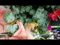 Фикс Прайс🌹Декор🌿Садовый Декор☘Цветочные Горшки и Кашпо🪴🌺