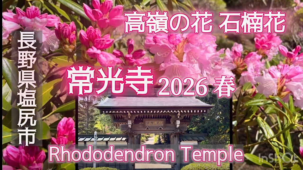 大輪石楠花 WOMAN】高嶺の花 石楠花。常光寺2026 Rhododendron Temple - YouTube