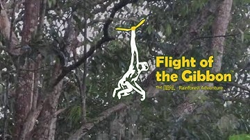 Flight of the Gibbon animated logo