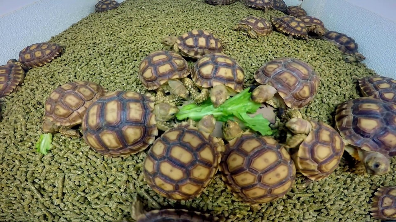 Tortoise Race to the Finish - YouTube