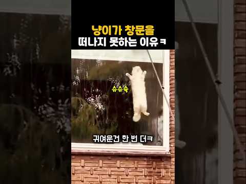 냥이가 창문을 떠나지 못하는 이유 #냥이 #고양이 #반려묘 thumbnail