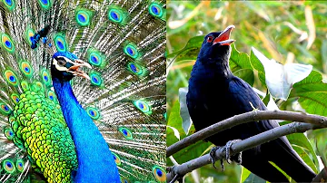 cuckoo bird and peacock sounds | koyal aur mor ki awaaz | peacock dance with voice of crowing calls