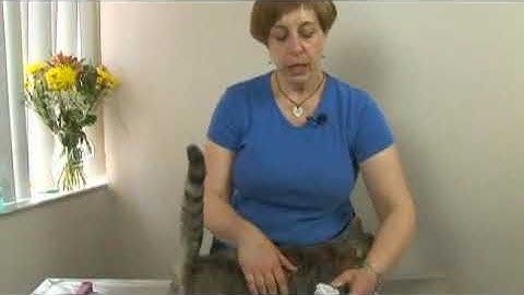 Cat Grooming: Removing Mats